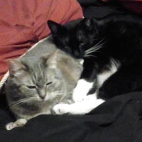 Nosferspratu and Selena