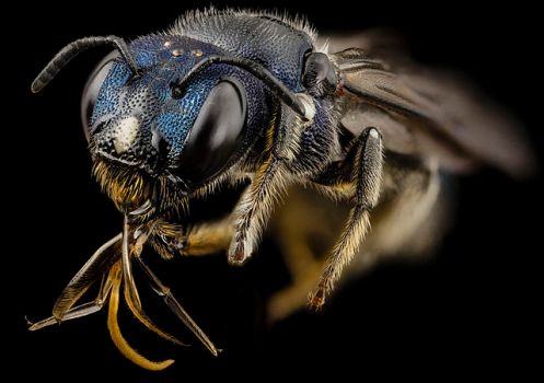 Bee_ceratina_monster,_f,_ukraine,_angle_2014-08-09-12.21.55_ZS_PMax_(14885194710)_(2)